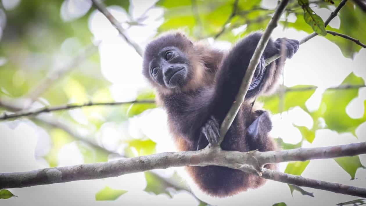 Bamboo River Lodge Horquetas Экстерьер фото