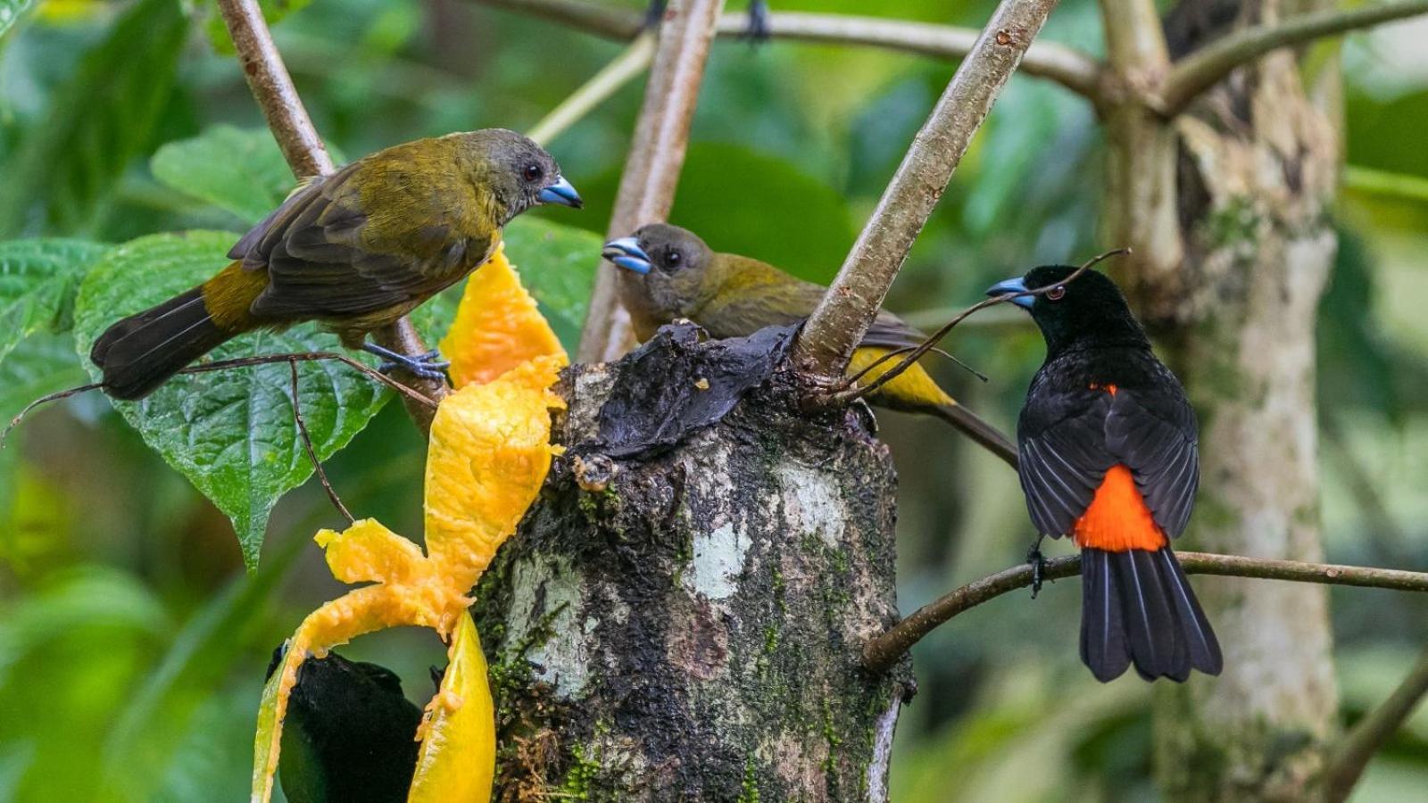 Bamboo River Lodge Horquetas Экстерьер фото
