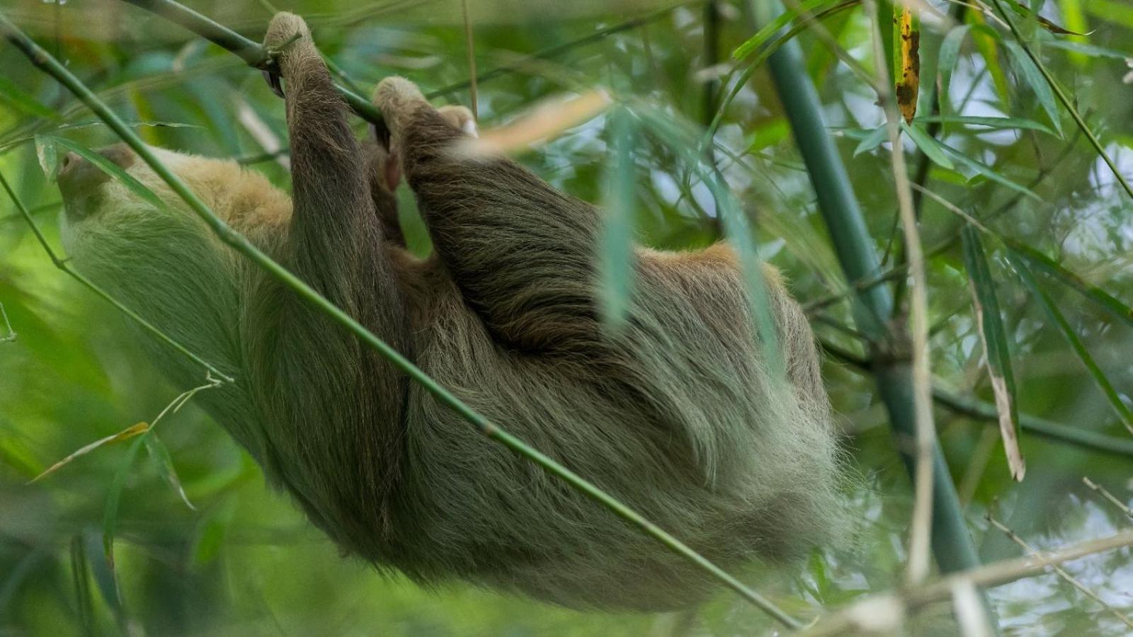 Bamboo River Lodge Horquetas Экстерьер фото